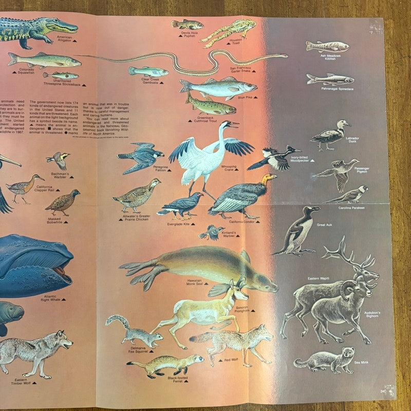 National Geographic VTG Oct 1971 2-Sided Sea Otter & Wildlife Poster 31x20.5"