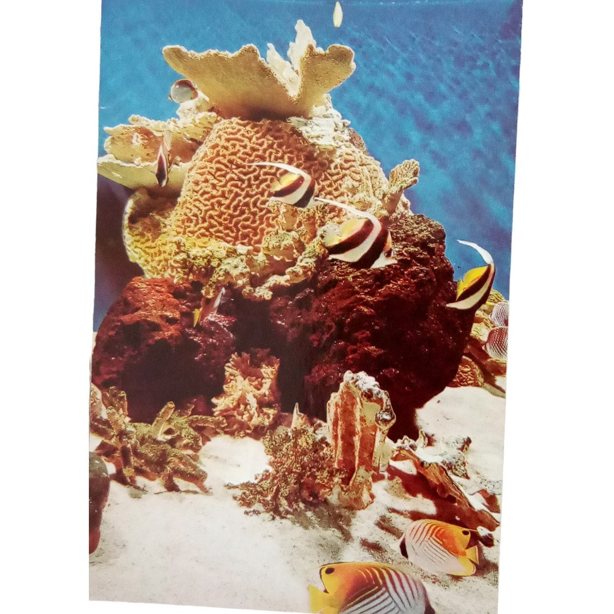 Pacific Coral Reef at National Aquarium in Baltimore, 4 x 6, Vintage Postcard