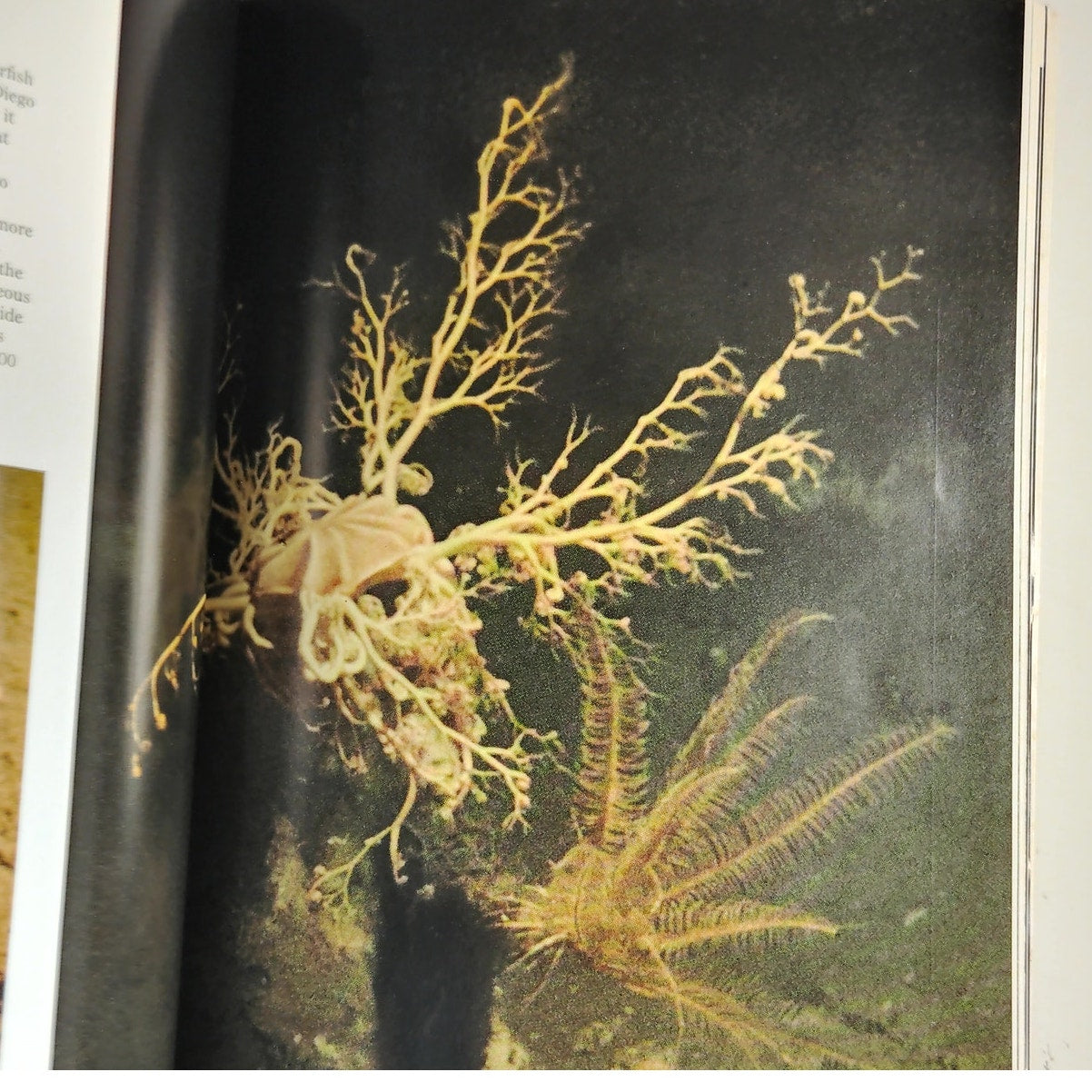 National Geographic Magazine – January 1971, Voyage of Ra II, Wild Horses, Java