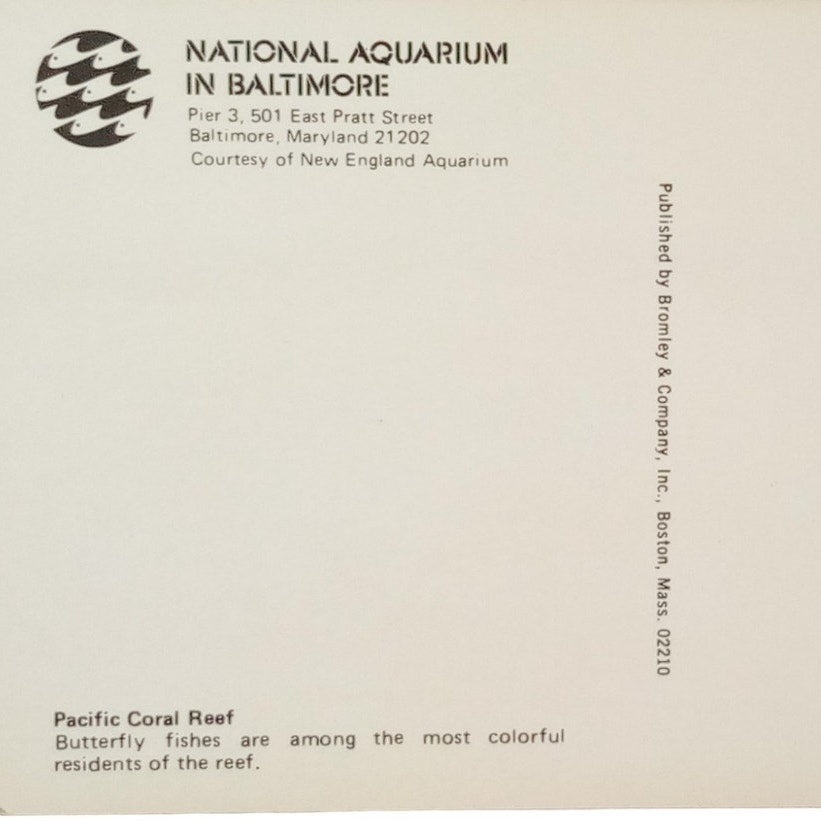 Pacific Coral Reef at National Aquarium in Baltimore, 4 x 6, Vintage Postcard