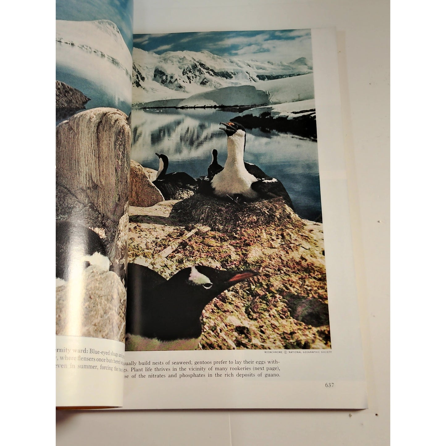 National Geographic Magazine – November 1971, Antarctica, Snow Leopards, Uganda