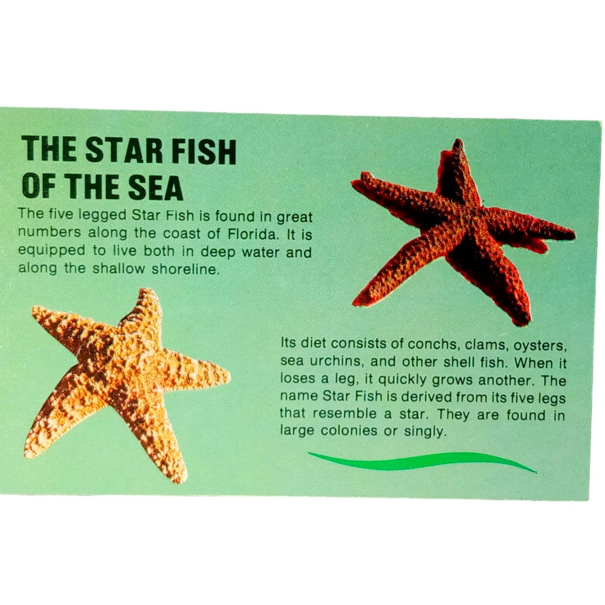 The Star Fish of the Sea - Florida, 3.5 x 5.5 in., Vintage Postcard