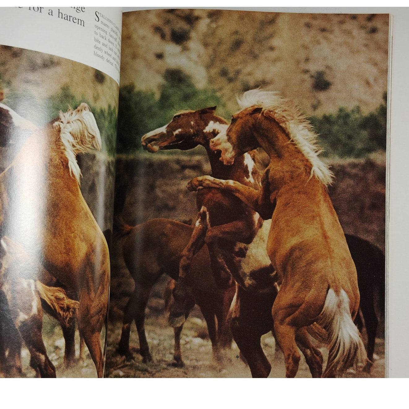National Geographic Magazine – January 1971, Voyage of Ra II, Wild Horses, Java