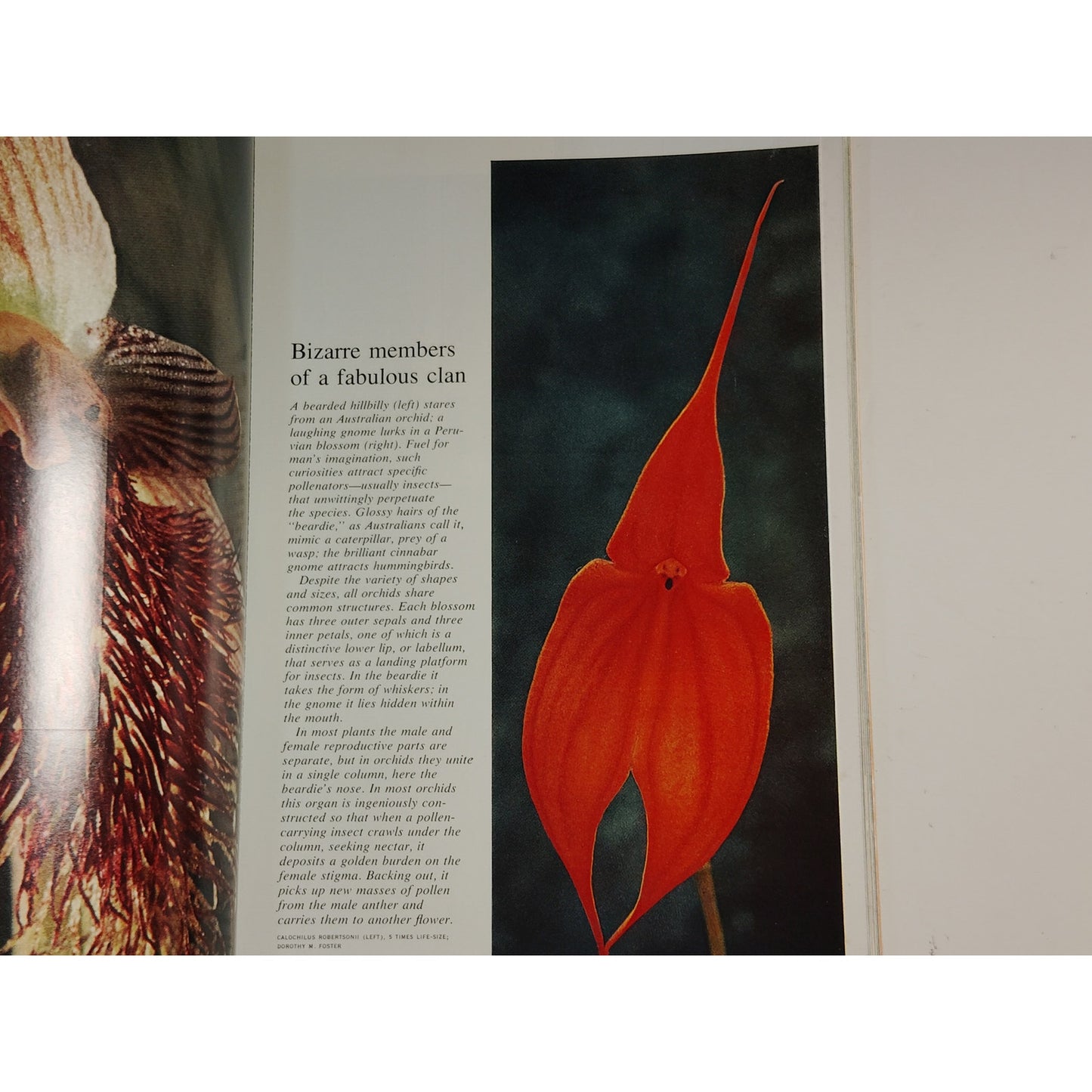 National Geographic Magazine – April 1971, Hungary, Polar Bears, Maui