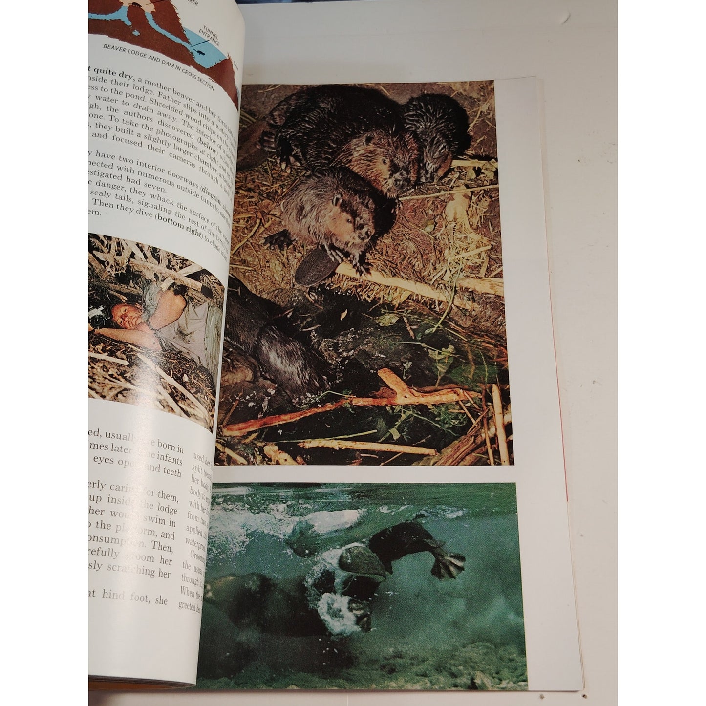 National Geographic Magazine – May 1974, Bluegrass, Beavers, Chinese Tomb