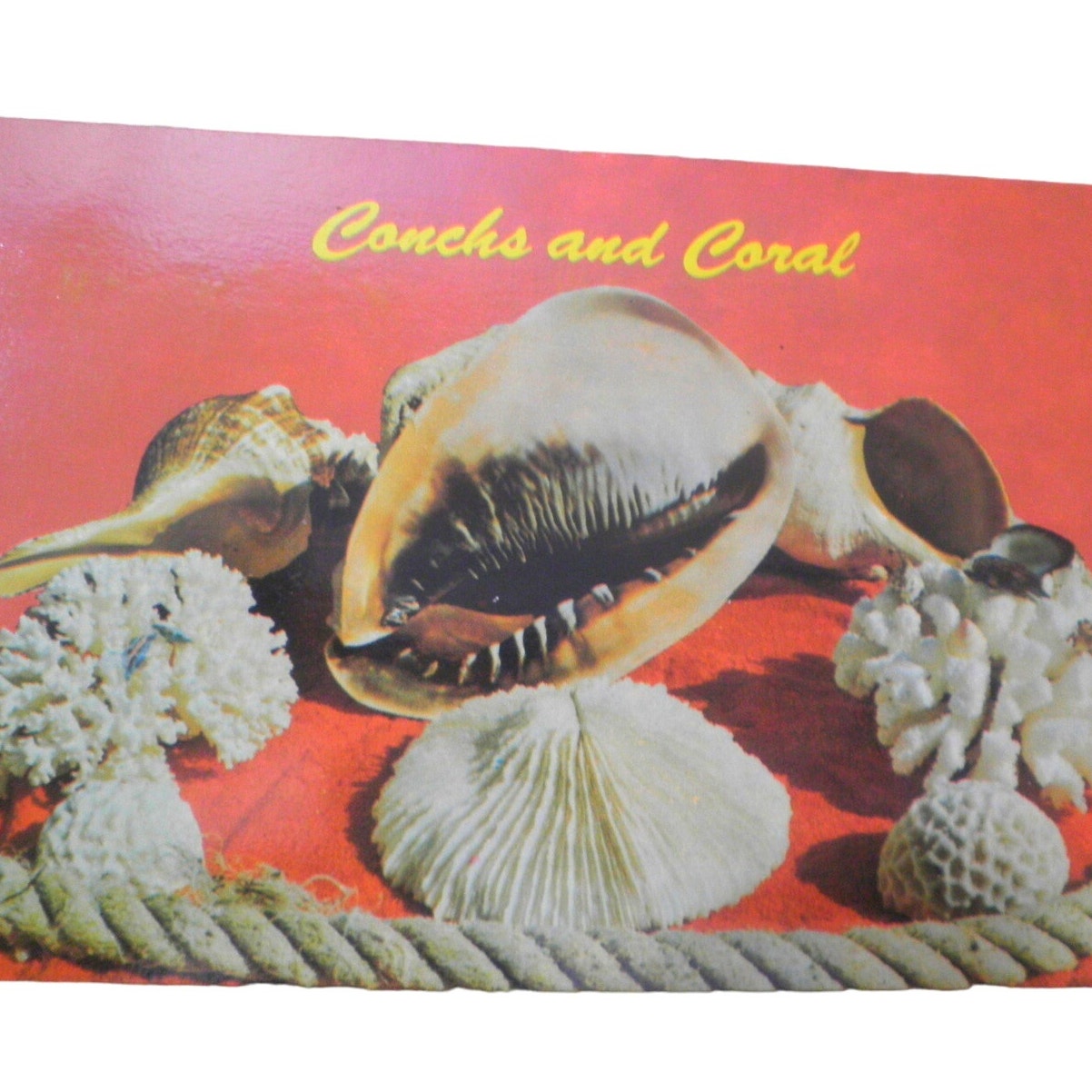 Conchs and Coral- Florida Keys, 3-1/2 x 5-7/16 in., Vintage Postcard, 74-15