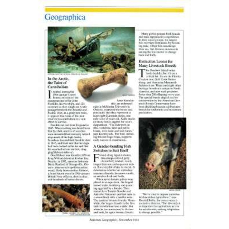 National Geographic November 1994 Buffalo Home on the Range, Ancient Greeks, Oaxaca, Madeira Future, Deep-Sea Vent, EUC