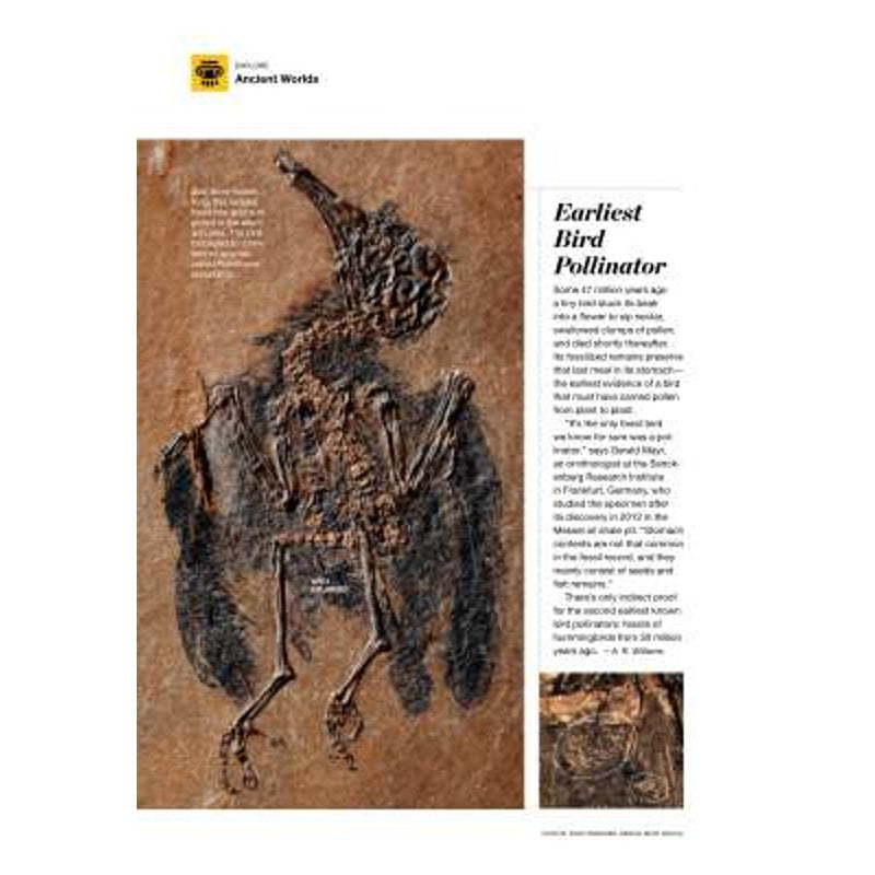National Geographic November 2014, Real Zombies – The Strange Science, Carnivore’s Dilemma, Mount Everest: Survivors of it’s Deadliest Day, LN