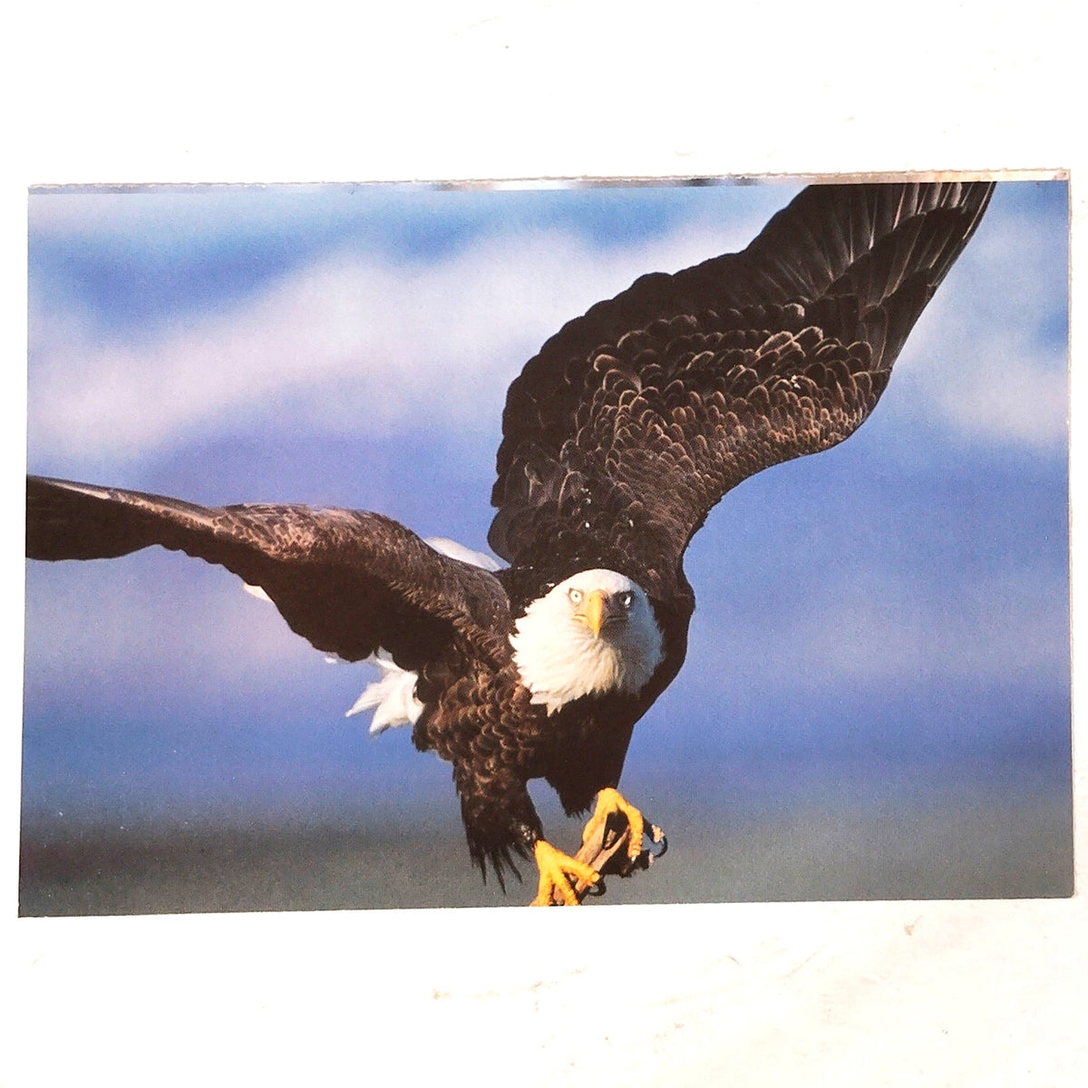 Sierra Club American Bald Eagle Postcard Vintage Theo Allofs Photo