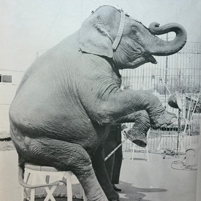 Vintage Performing Elephant Circus Poster 1968 – Black & White 20" x 16" Print