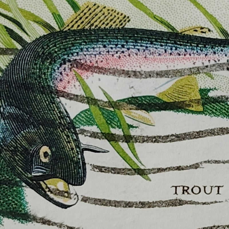 1971 US Postage Stamp #1427 Wildlife Conservation Trout 8c Used Canceled VTG