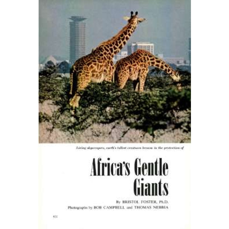 National Geographic September 1977 -Salt, California's North Coast, Leonardo da Vinci, Norway's Reindeer, Fossils, Africa, Rothschild Giraffe...