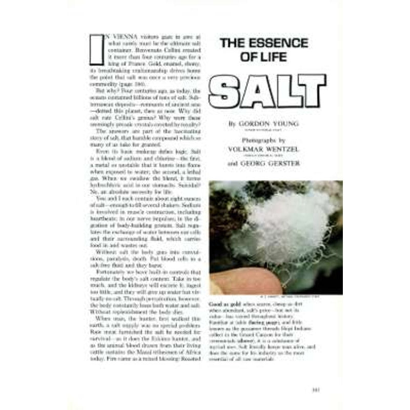 National Geographic September 1977 -Salt, California's North Coast, Leonardo da Vinci, Norway's Reindeer, Fossils, Africa, Rothschild Giraffe...