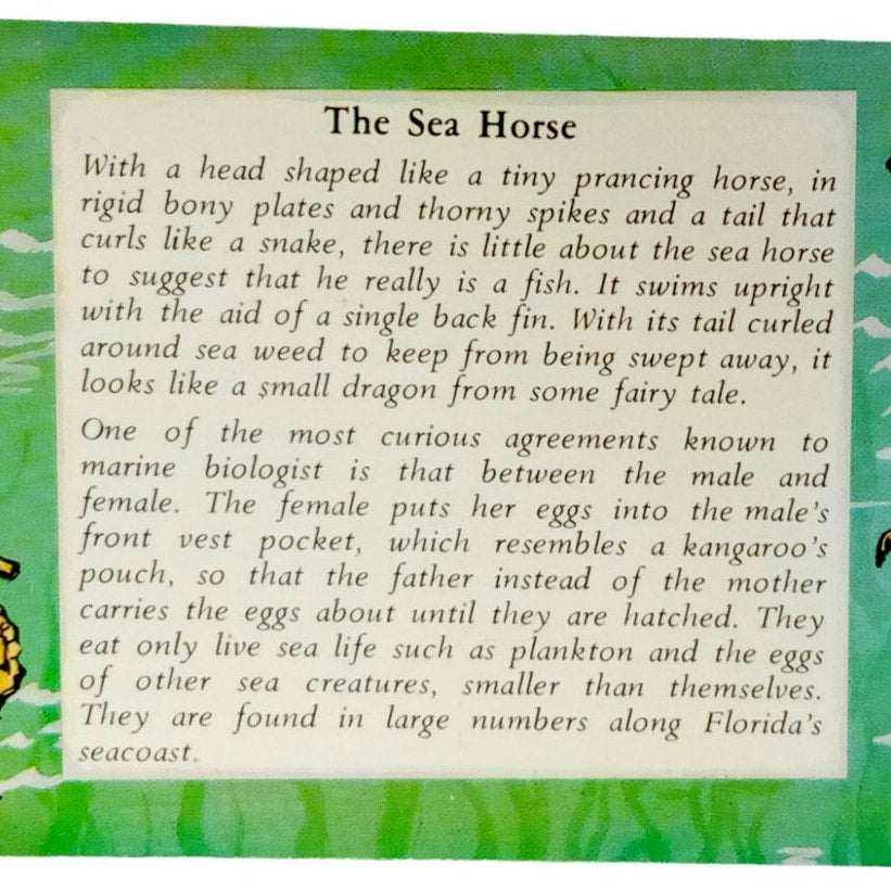 The Sea Horse- Florida, 3.5 x 5.5 in., Vintage Postcard, Murphy Bros. 71-47