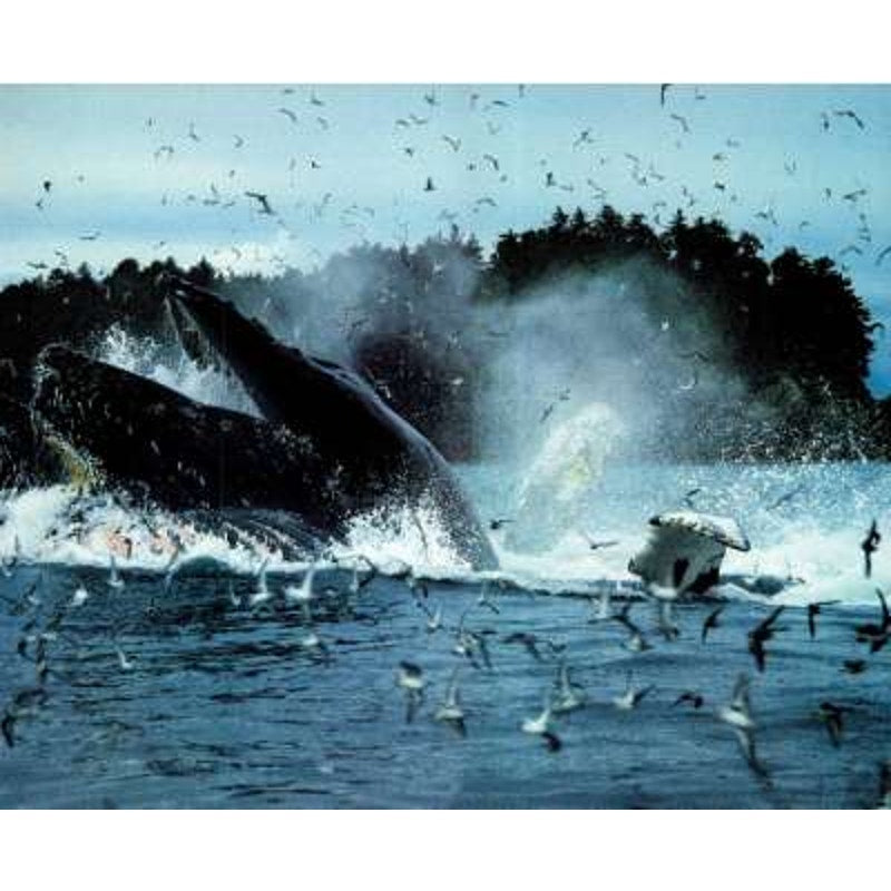 National Geographic January 1984 -Catalonia, The Queen of Textiles, Sunken Realm of Australia, Southeast Alaska, Whales...