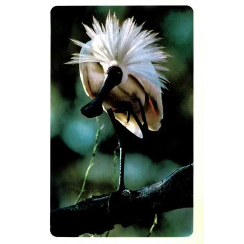 National Geographic Magazine February 1987, Iceland, Madagascar, Appalachian ...