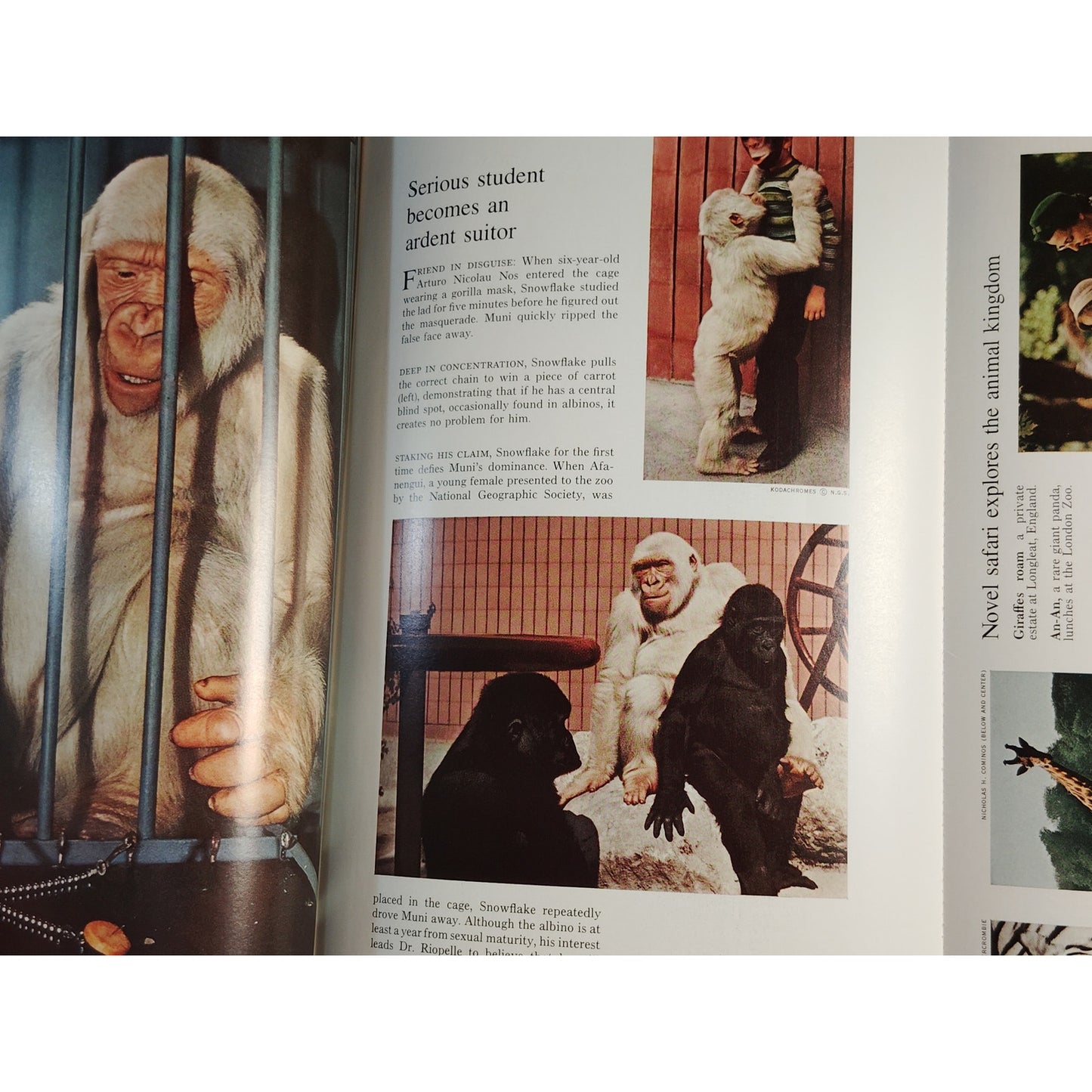 National Geographic Magazine – October 1970, Orissa, Indian State, Falconry