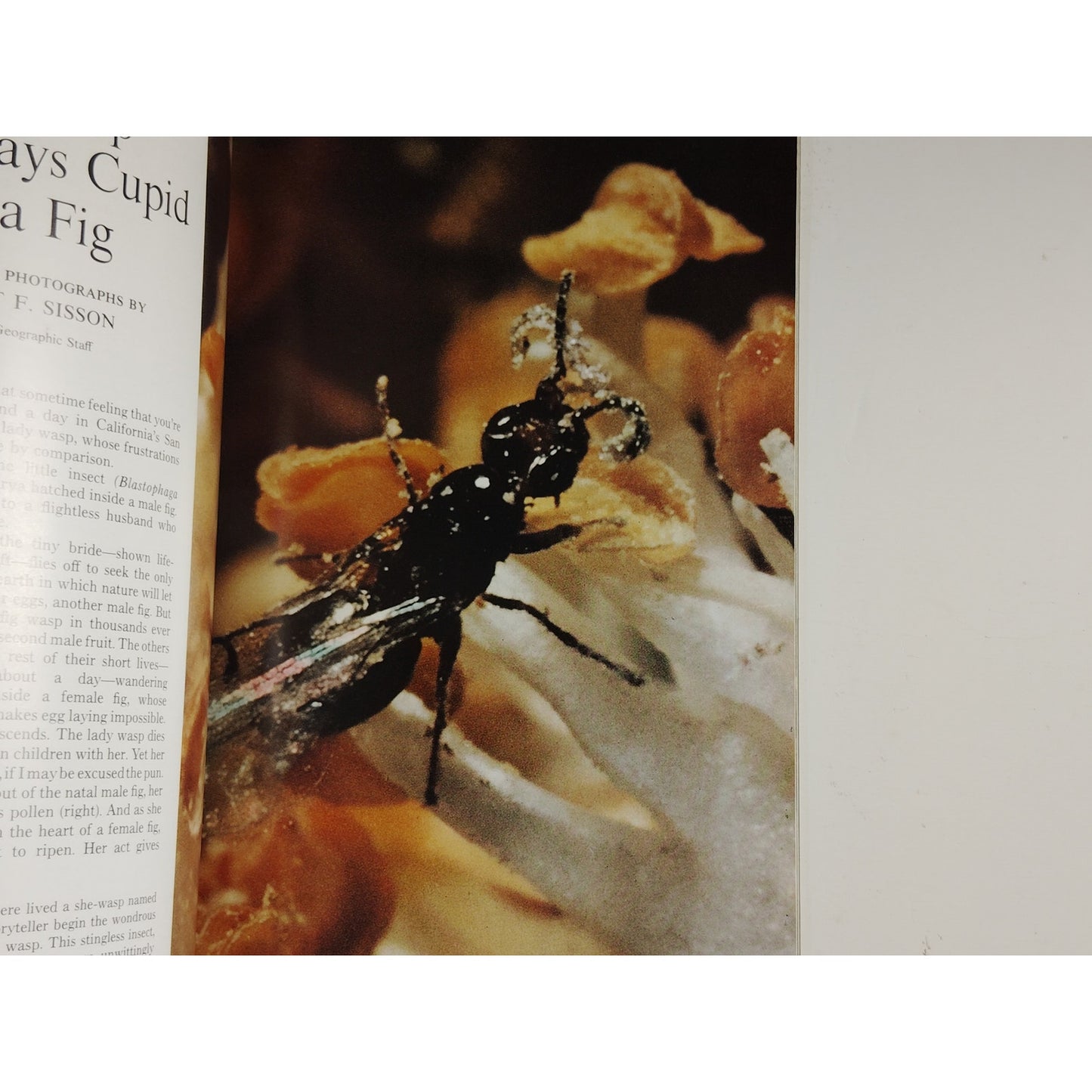 National Geographic – November 1970, Ozark Hills, Computer Revolution, Piranha