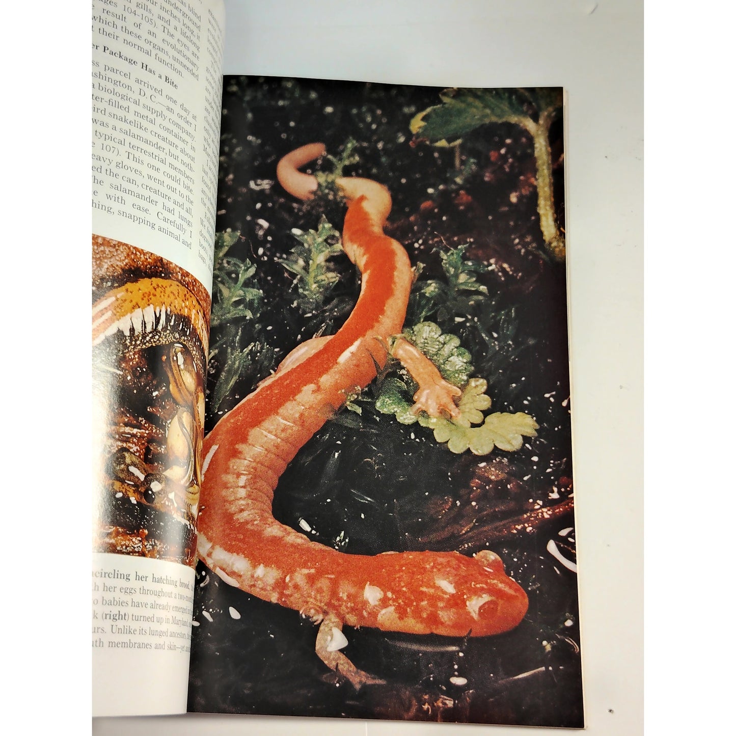 National Geographic Magazine – July 1972, Arab Past, Salamanders, Paris