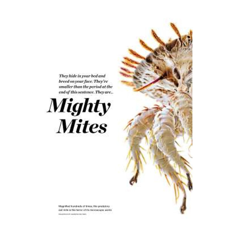 National Geographic February 2015, Healing our Soldiers, Hawaii, Mites, Florida