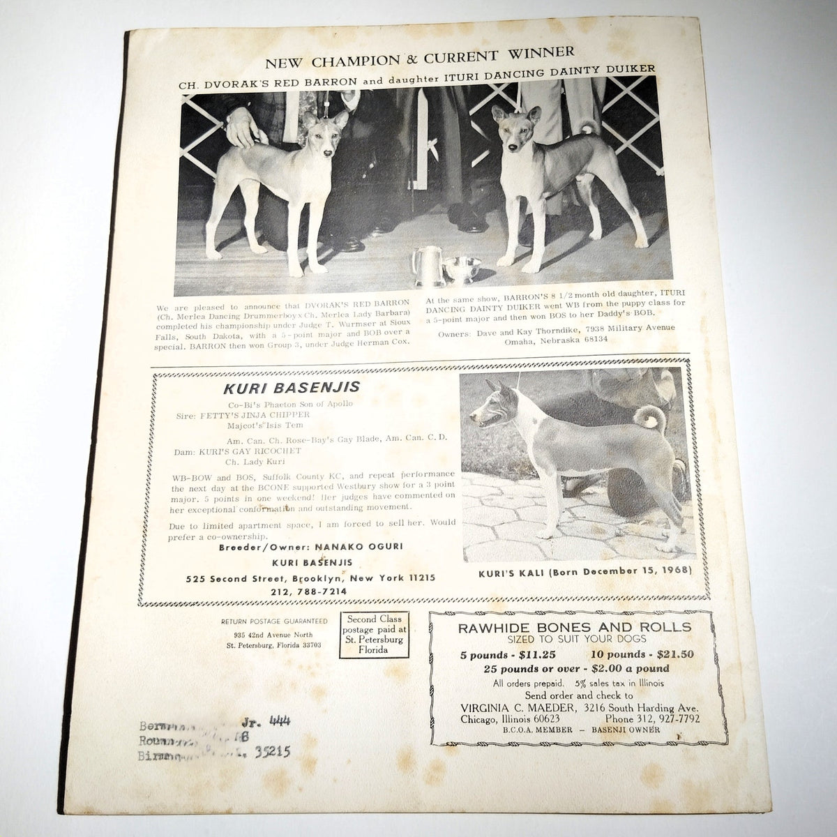 Vintage The Basenji Magazine November 1969 Vol VI No 11 Champion Ubombo