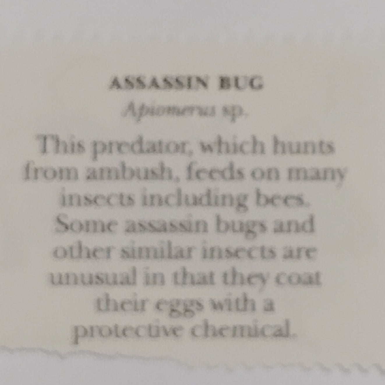 1999 Assassin Bug Stamp – 33¢ Unused – Insects & Spiders Series – USA