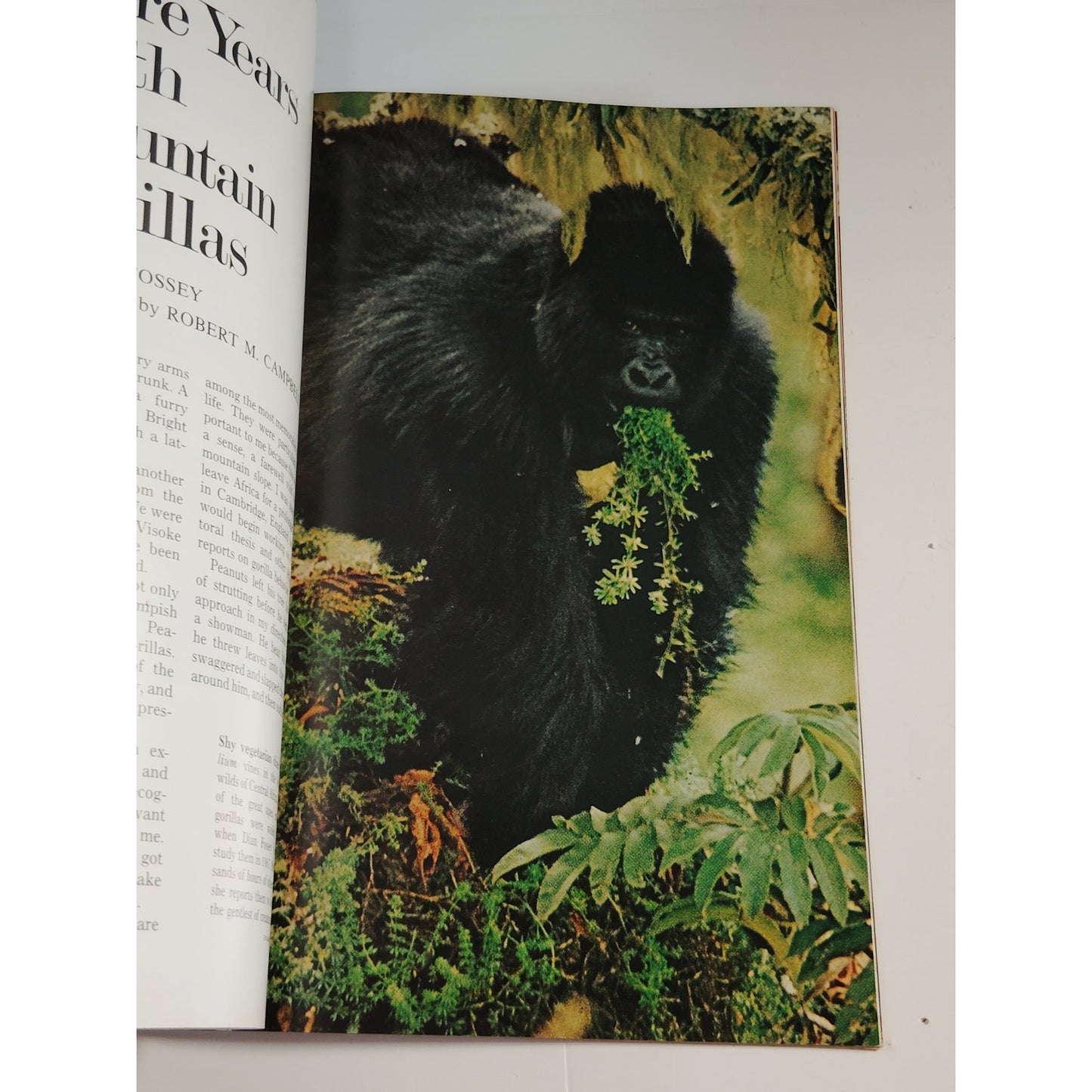 National Geographic Magazine – October 1971, Ganges River, Sea Otters, Hong Kong