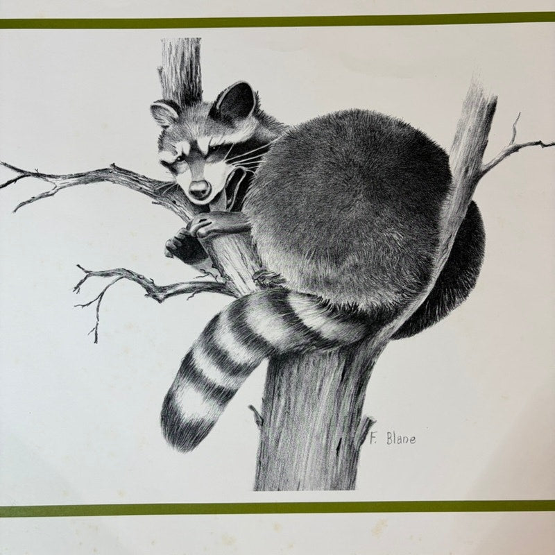 Vintage 1970s Raccoon in Tree Pencil Art Print - F. Blane Signed, 16" x 13.5"