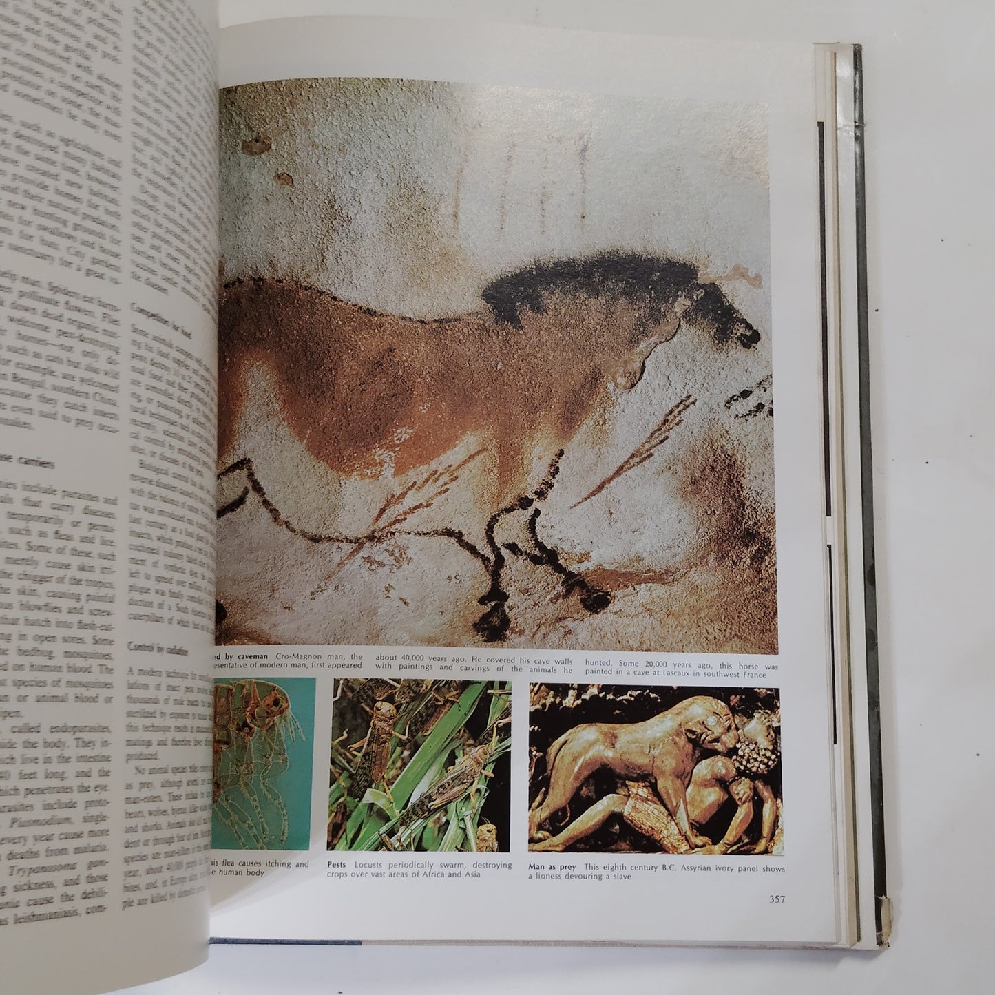 Reader’s Digest Fascinating World of Animals 1971 Hardcover 12.5" x 9.5" x 2"