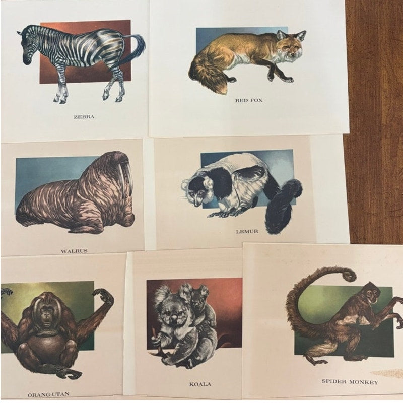 18 PC Vintage 1960's Wildlife Animal Prints Set, Wildlife Illustrator Mary Baker