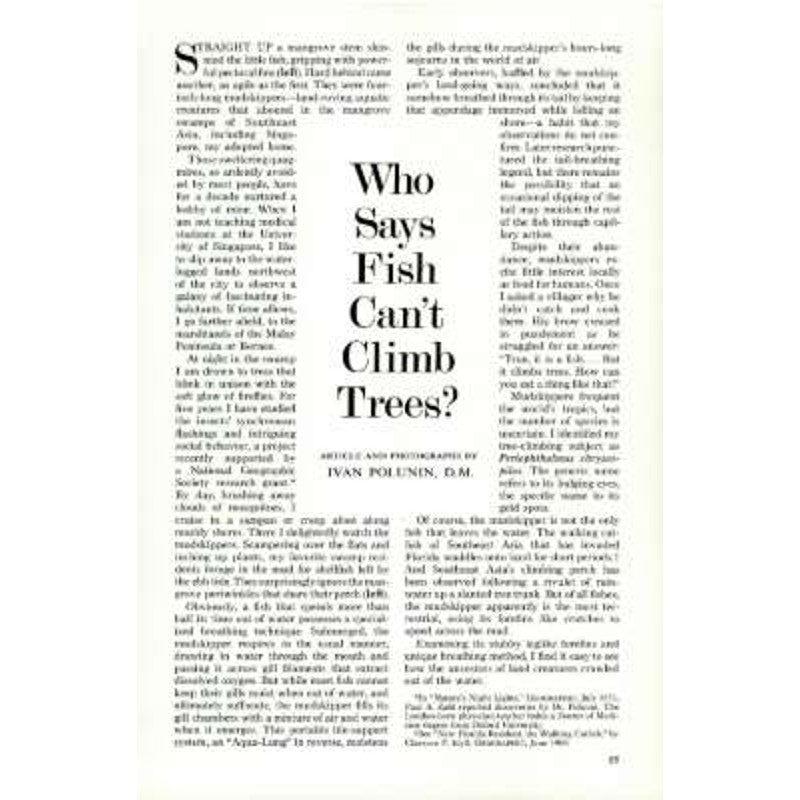 National Geographic Magazine January 1972, New Zealand, Belize, Everglades &More