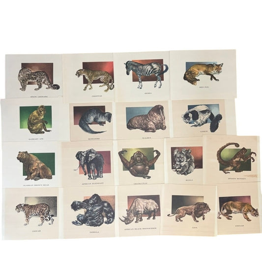18 PC Vintage 1960's Wildlife Animal Prints Set, Wildlife Illustrator Mary Baker