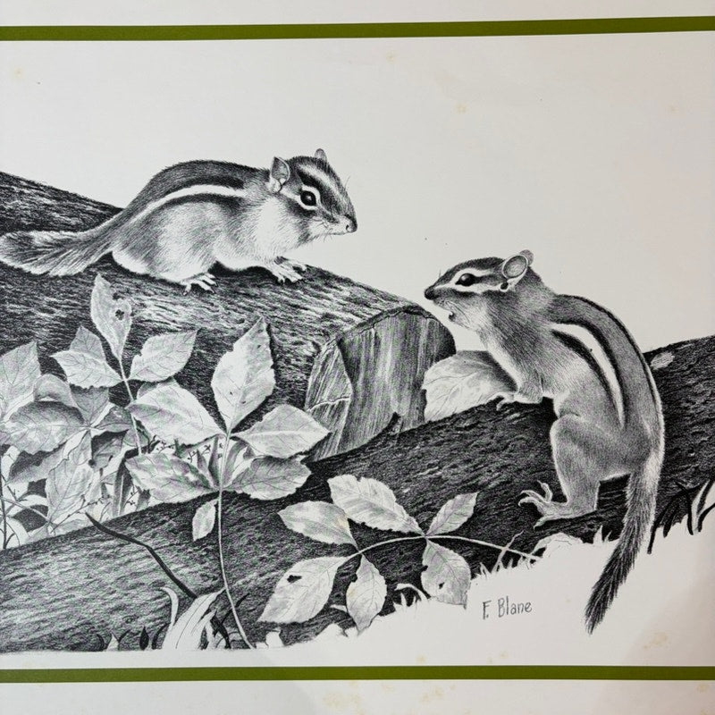Vintage 1970's F. Blaine Chipmunks Print - Nature Wildlife Art - 16" x 13.5" B&W