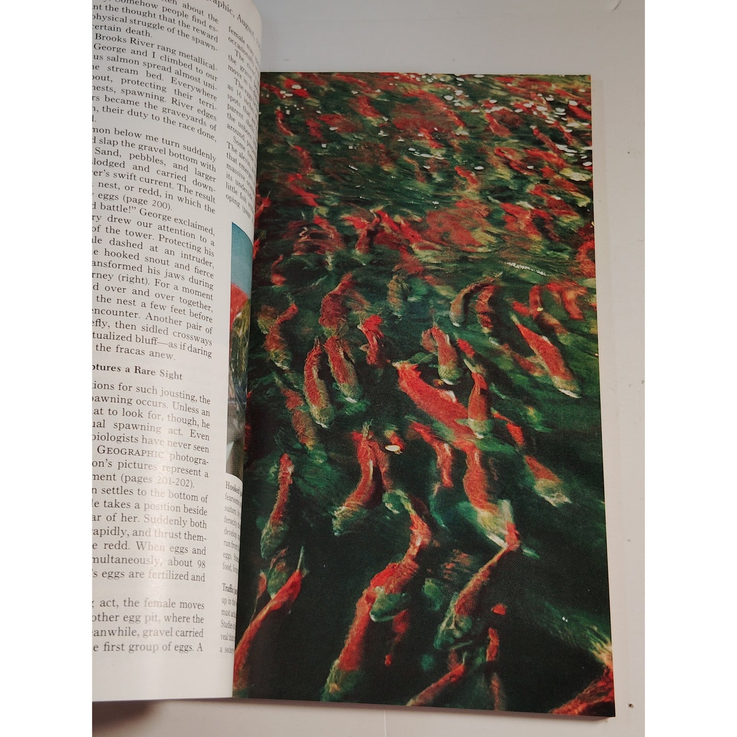 National Geographic Magazine– August 1968, Basques, Sailing, Salmon, Mexico City