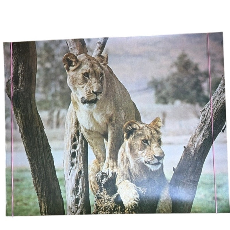 Vintage Lions Poster - Mother & Cub in Tree, Matte Finish, 20" x 16" Brown/Green