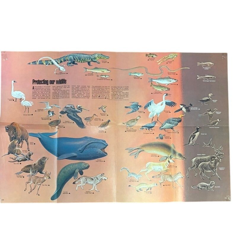 National Geographic VTG Oct 1971 2-Sided Sea Otter & Wildlife Poster 31x20.5"