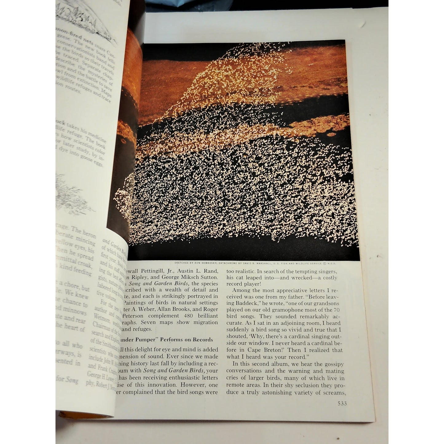 National Geographic – October 1965 | Portugal, Mustang & Fungi, Largest Birds
