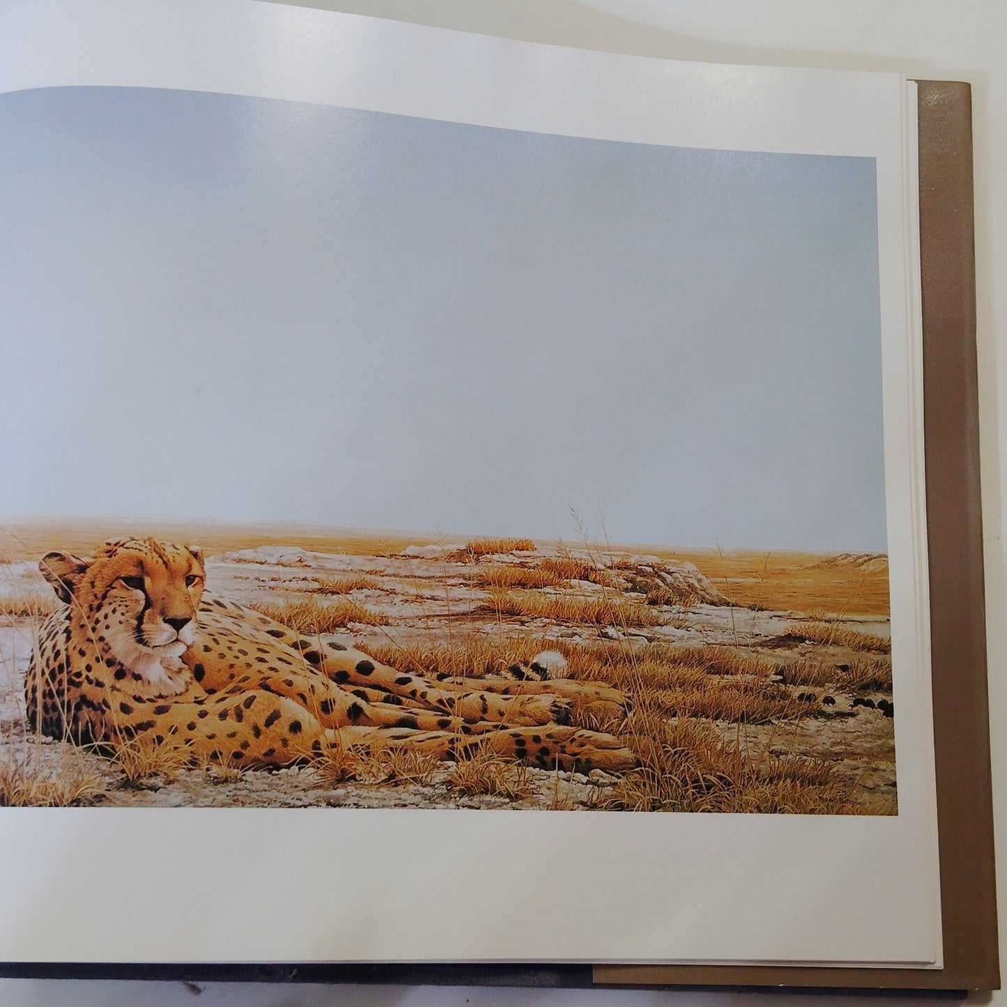 The Art of Robert Bateman 1981 Hardcover Signed Artist 12.25" x 11.5"