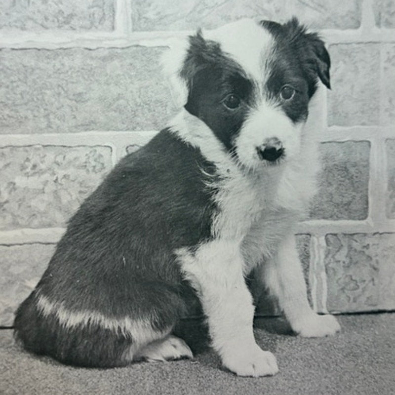Lonesome Pup Black & White Vintage Art Print – 20" x 16" Dog Poster