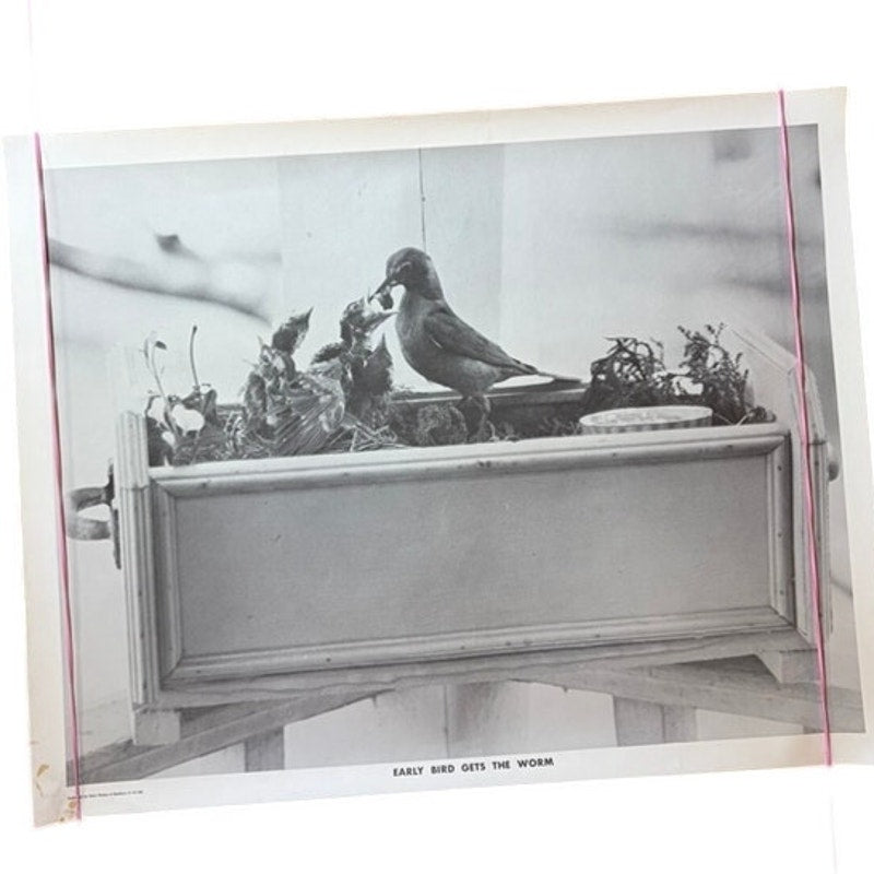 Vintage "Early Bird Gets The Worm" Baby Birds Poster Print - Guest Photos 20x16"