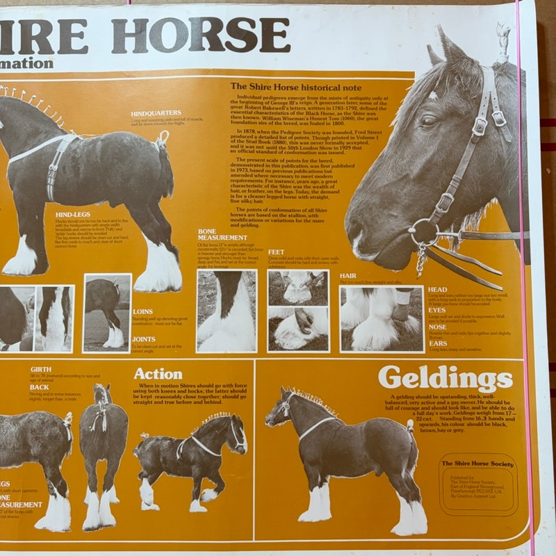 Vintage Shire Horse Conformation Guide Poster - Cream & Sepia, 23.5" x 16.5"