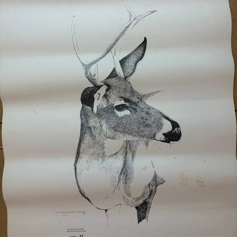 Peggy Perkerson White-Tailed Deer Sketch Print - 1973 Limited Edition 41/200