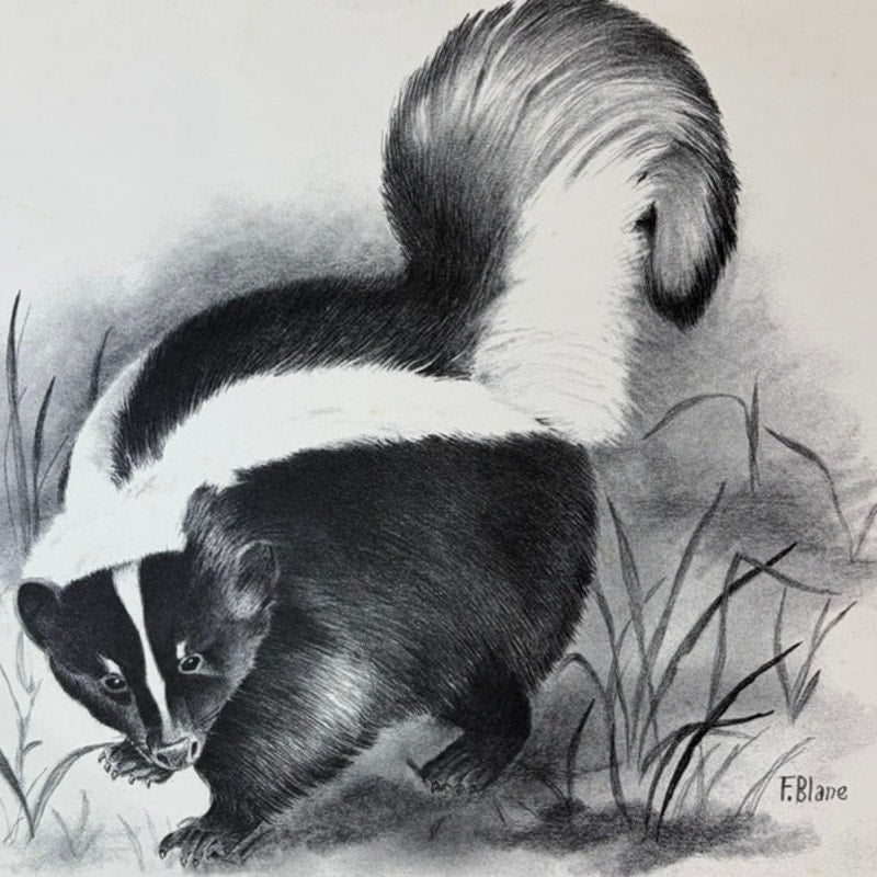 Vintage 1970s Skunk Wildlife Print by F.B. Lane - 16" x 13.5" Black & White Art