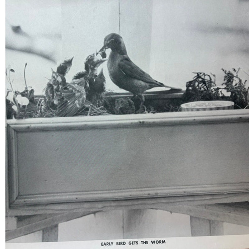 Vintage "Early Bird Gets The Worm" Baby Birds Poster Print - Guest Photos 20x16"