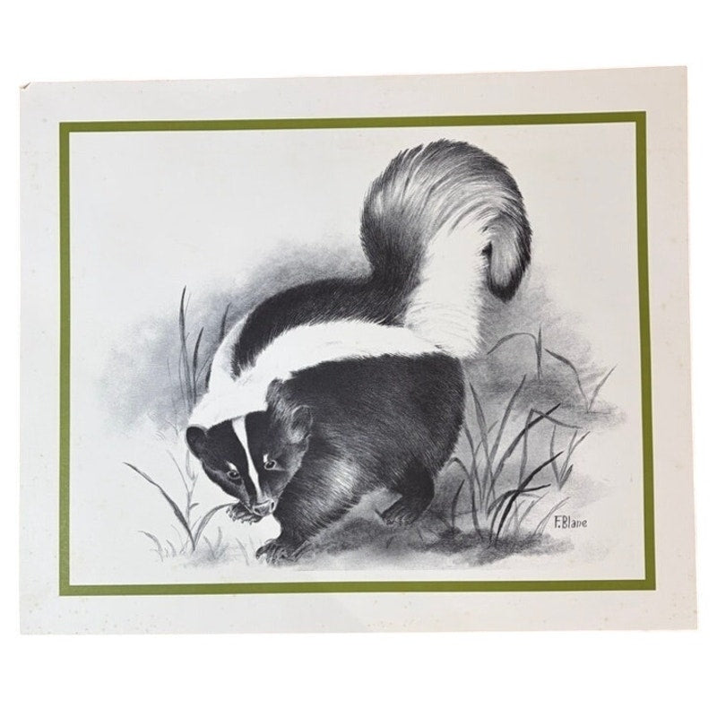 Vintage 1970s Skunk Wildlife Print by F.B. Lane - 16" x 13.5" Black & White Art