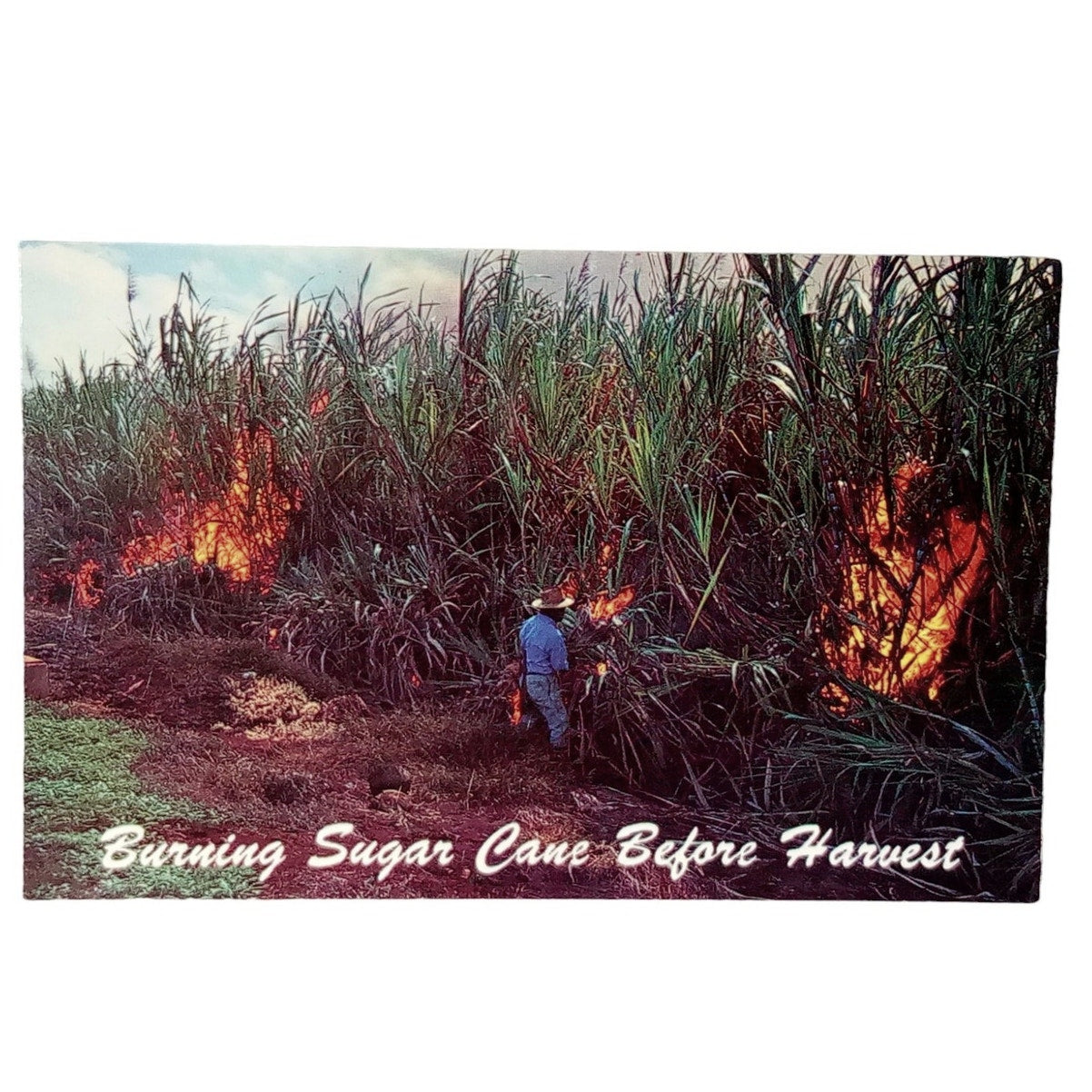 Burning Sugar Cane Fields, Maui, Hawaii, 3.5" x 5.5", Vintage Postcard 60's/70's