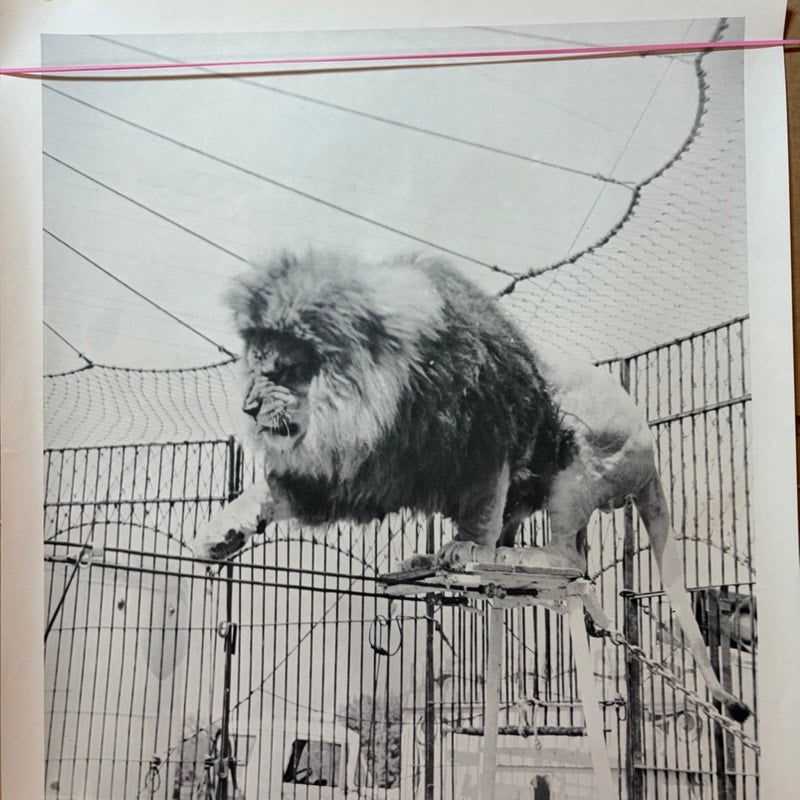 Vintage Circus Lion Art Print Poster - Black & White Animal Big Cat 20x16"