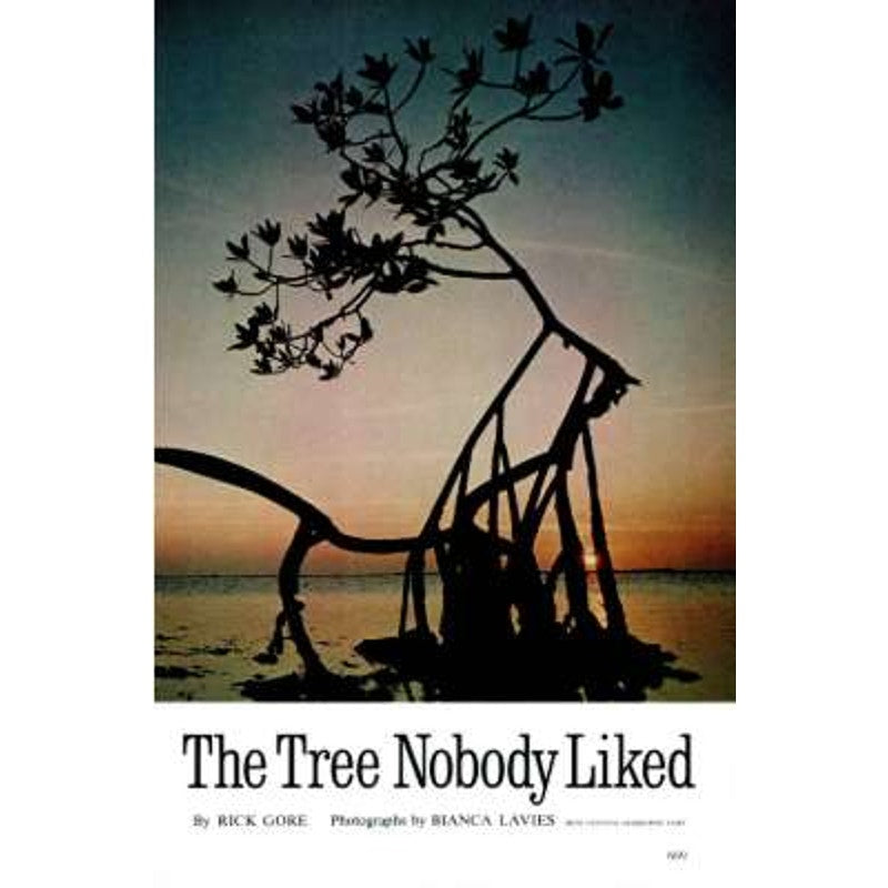National Geographic May 1977 -The Celts, Malaysia, Florida Mangroves, Vestmannaeyjar Rises from the Ashes, New York's Dreamers and Doers...