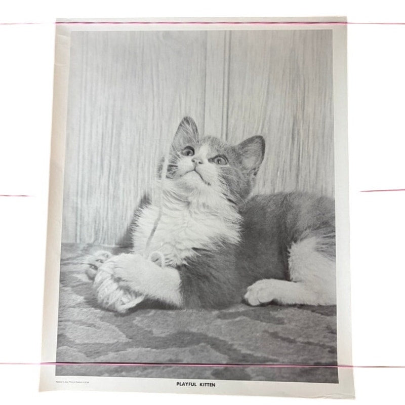 Playful Kitten Black & White Vintage Photographic Poster - 20" x 16"