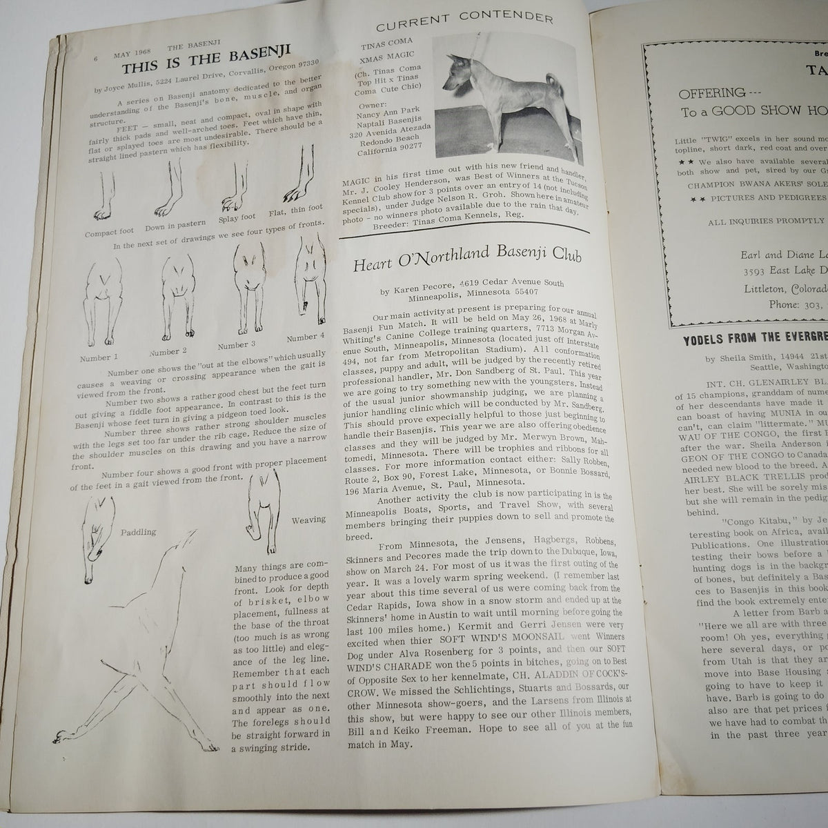 The Basenji Magazine May 1968 Vol V No 5 - Vintage Basenji Dog Issue